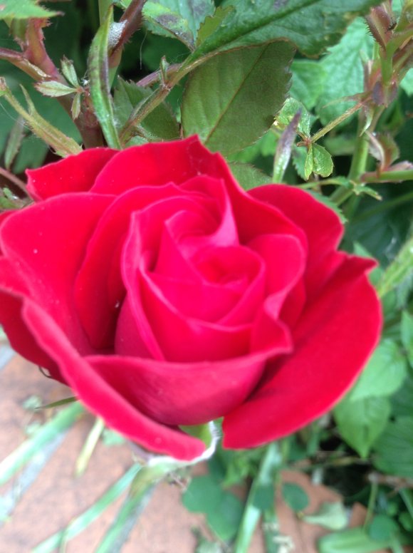 debs rose